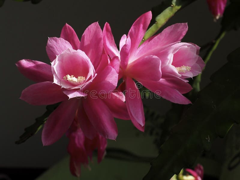 Cactus De Orquídea Rosado En La Floración Foto de archivo - Imagen de cacto,  resorte: 120749670