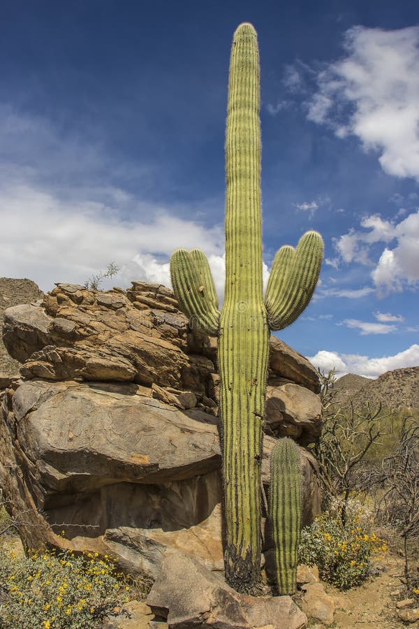 Cactus de Saguaro - bras enlacés image libre de droits Cactus de Saguaro - bras enlacés image libre de droits