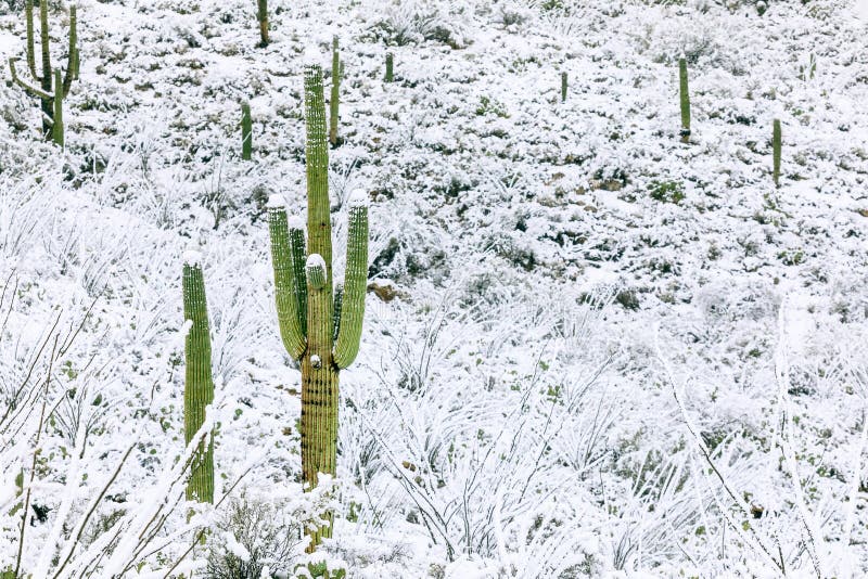 Impresión de cactus nevados, Saguaro en invierno, arte de la pared del  desierto de Arizona, Saguaro