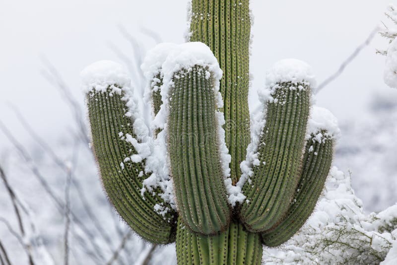 Cactus de Saguaro dans la neige photographie stock Cactus de Saguaro dans la neige photographie stock