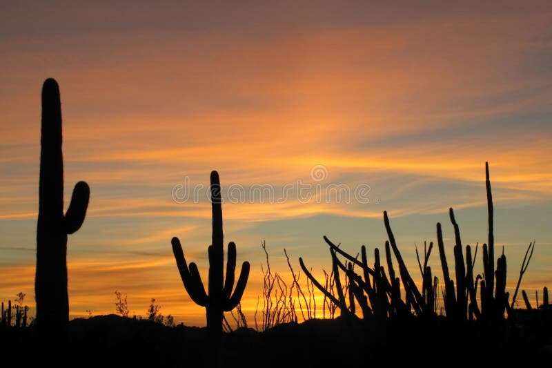 Cactus de Saguaro, de tuyau d'organe et d'Ocotillo au coucher du soleil en monument national de cactus de tuyau d'organe, Arizona image stock Cactus de Saguaro, de tuyau d'organe et d'Ocotillo au coucher du soleil en monument national de cactus de tuyau d'organe, Arizona image stock
