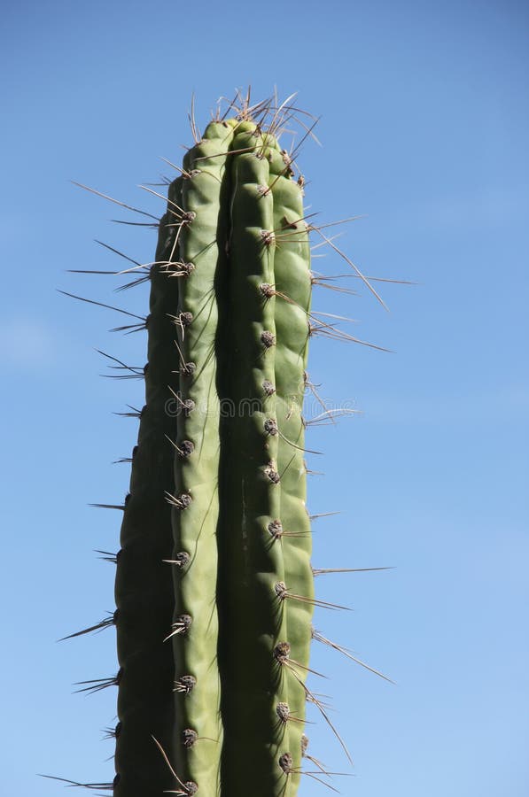 Cactus de torche de Péruviens s'élevant en canyon de Colca photo stock Cactus de torche de Péruviens s'élevant en canyon de Colca photo stock