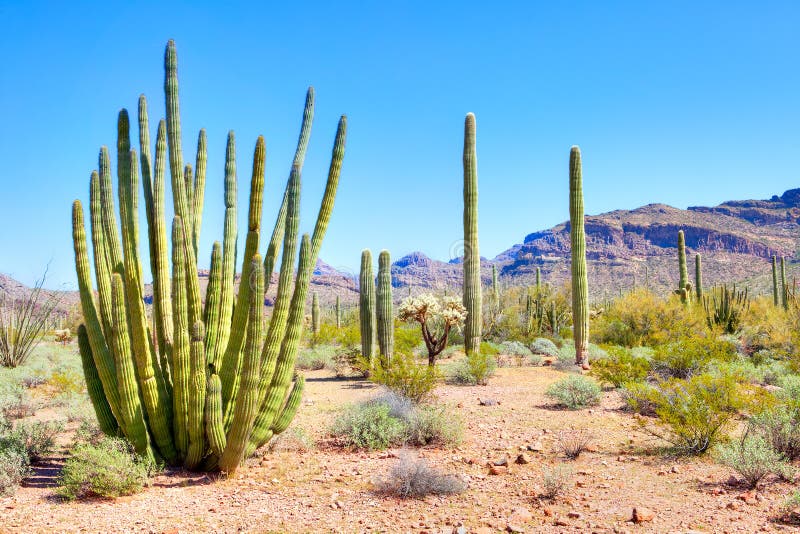 Cactus de tuyau d'organe image libre de droits Cactus de tuyau d'organe image libre de droits