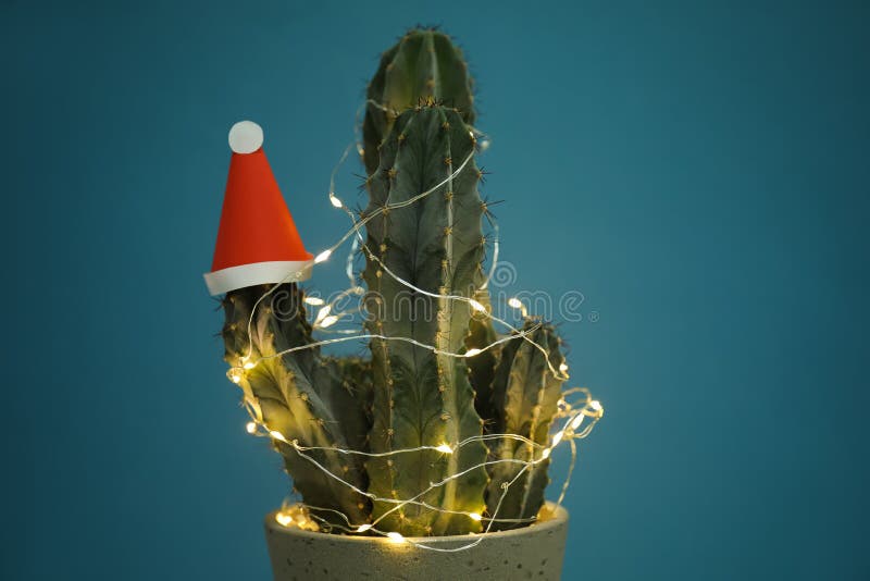 Cactus decorated with glowing fairy lights and santa hat on blue background, closeup