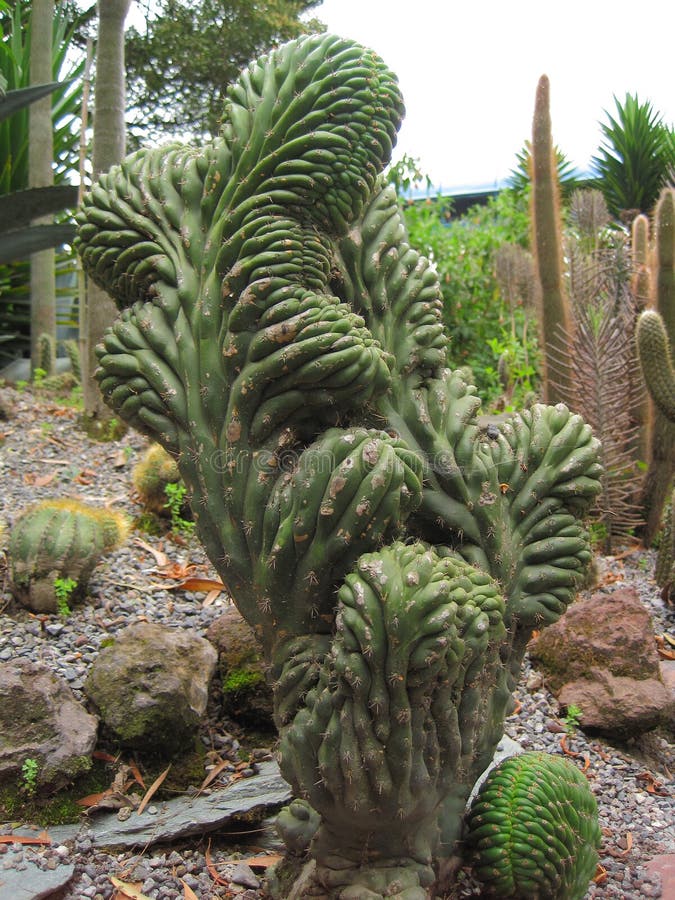 Cactus Del Cerebro Fotos de stock - Fotos libres de regalías de Dreamstime