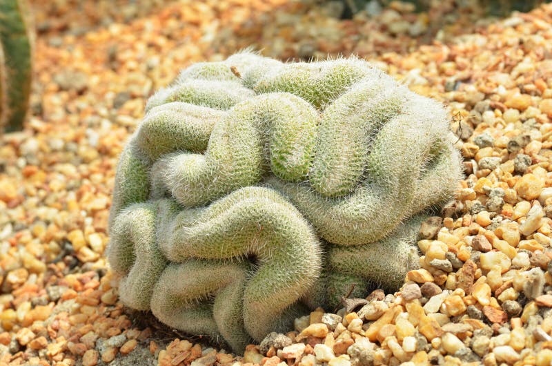 Cactus Del Cerebro En Los Jardines Por La Bahía Imagen de archivo - Imagen  de singapur, picar: 69028095