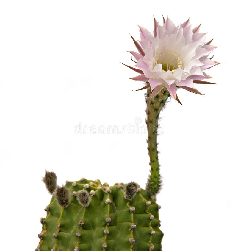 Cactus del giglio di pasqua con un fiore immagine stock libera da diritti