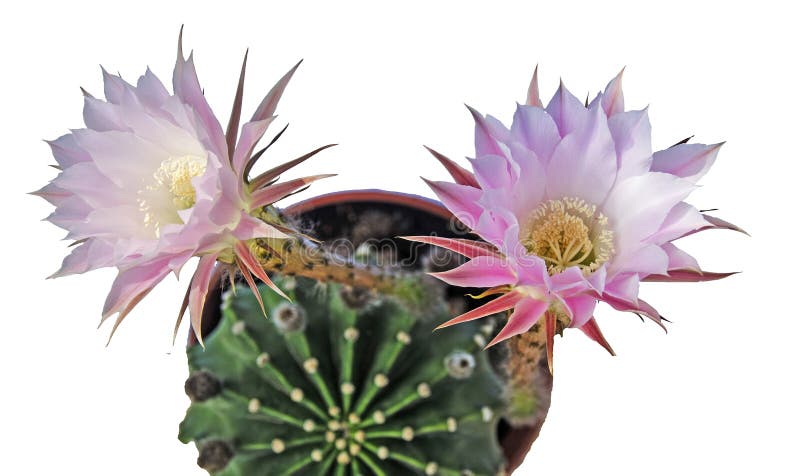 Cactus del giglio di pasqua con un fiore immagini stock