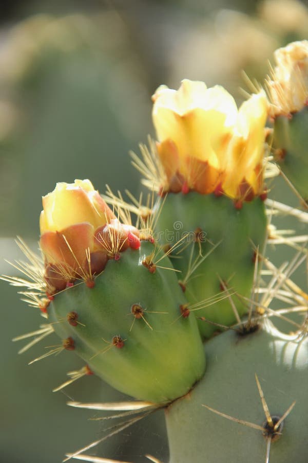 Cactus del higo chumbo imagenes de archivo Cactus del higo chumbo imagenes de archivo