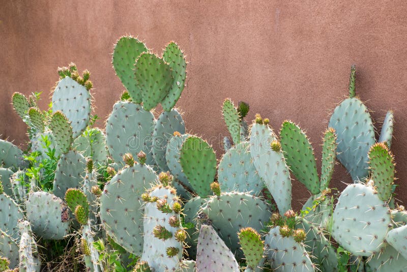 Cactus del higo chumbo contra la pared de la naranja del estuco
