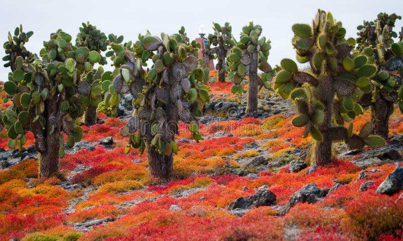 Cactus del higo chumbo en la isla Las islas de las Islas Gal3apagos ecuador