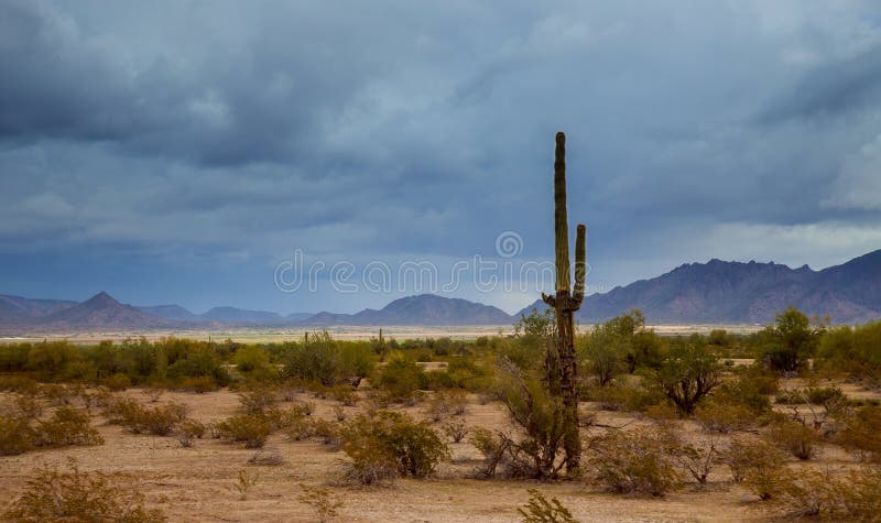 Cactus del Saguaro en el desierto de Arizona Montañas en el horizonte del este de Phoenix, Arizona imagen de archivo libre de regalías Cactus del Saguaro en el desierto de Arizona Montañas en el horizonte del este de Phoenix, Arizona imagen de archivo libre de regalías