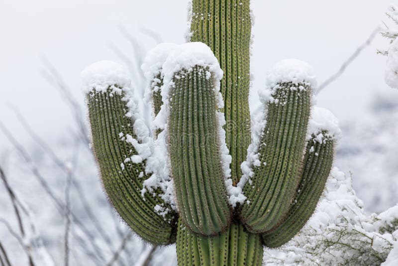 Cactus del Saguaro en nieve