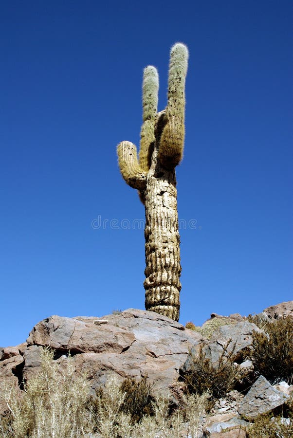 Cactus in desert, Chile