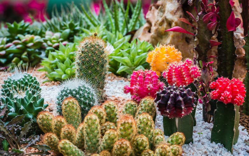 Fleur Du Desert Désert Cactus - Photo gratuite sur Pixabay