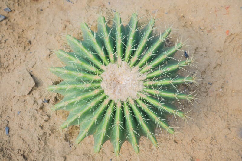 Cactus desert plant stock photo. Image of desert, needle ...