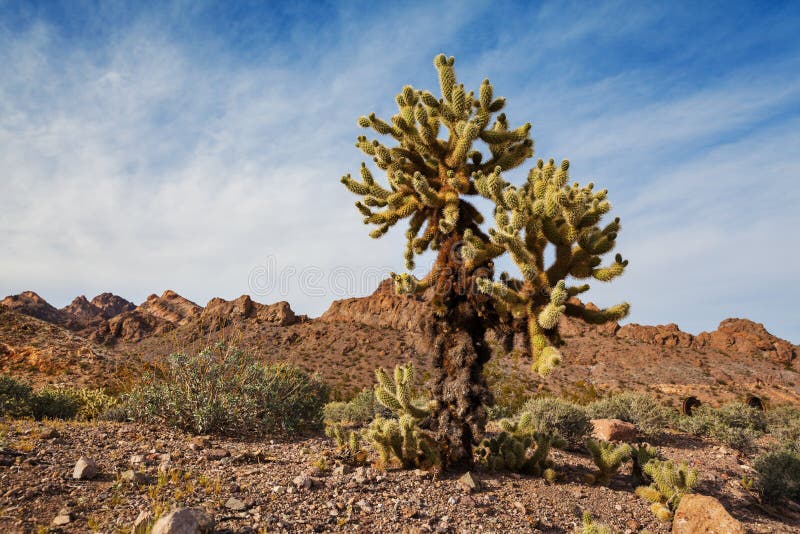 Cactus in Southern Nevada stock image. Image of exotic 75268923