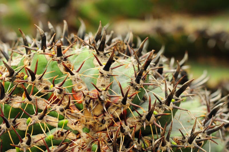 The Cat Claw Cactus Ancistrocactus Uncinatus is a Small Barrelshaped