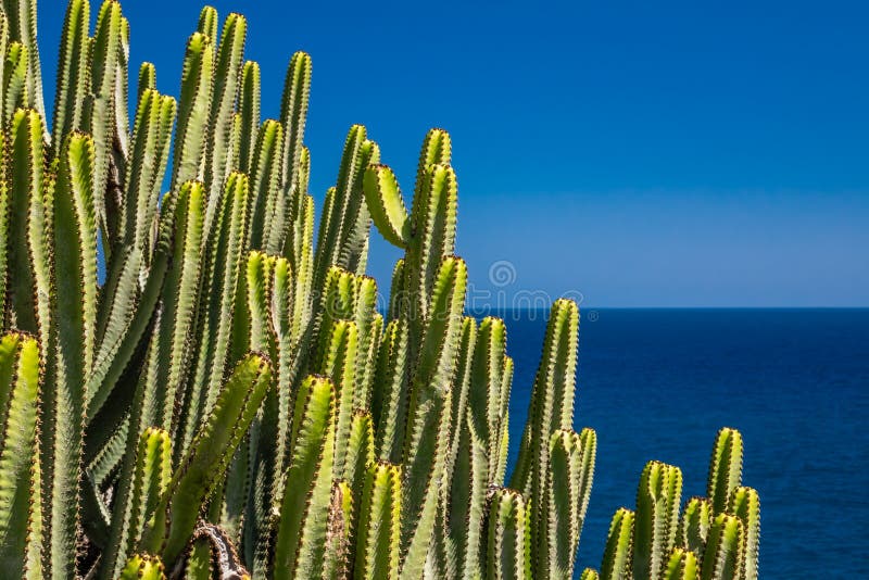 Cactus di Gran Canaria immagine stock. Immagine di grande 55116101