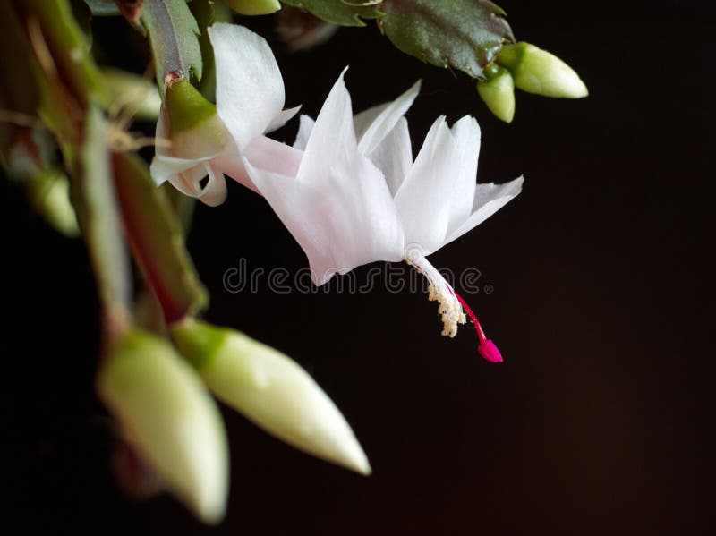 Cactus di natale di fioritura immagini stock libere da diritti Cactus di natale di fioritura immagini stock libere da diritti
