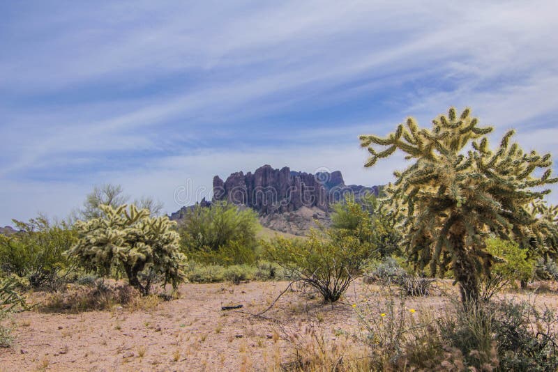 Cactus din statul Arizona stock images