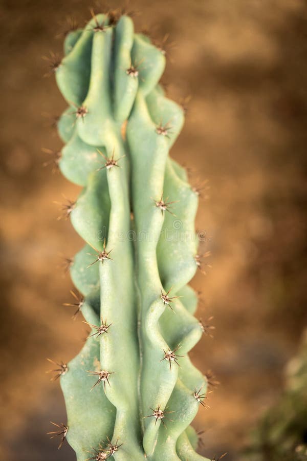 Cacti growing in pots stock photo. Image of green, cactus 51622408