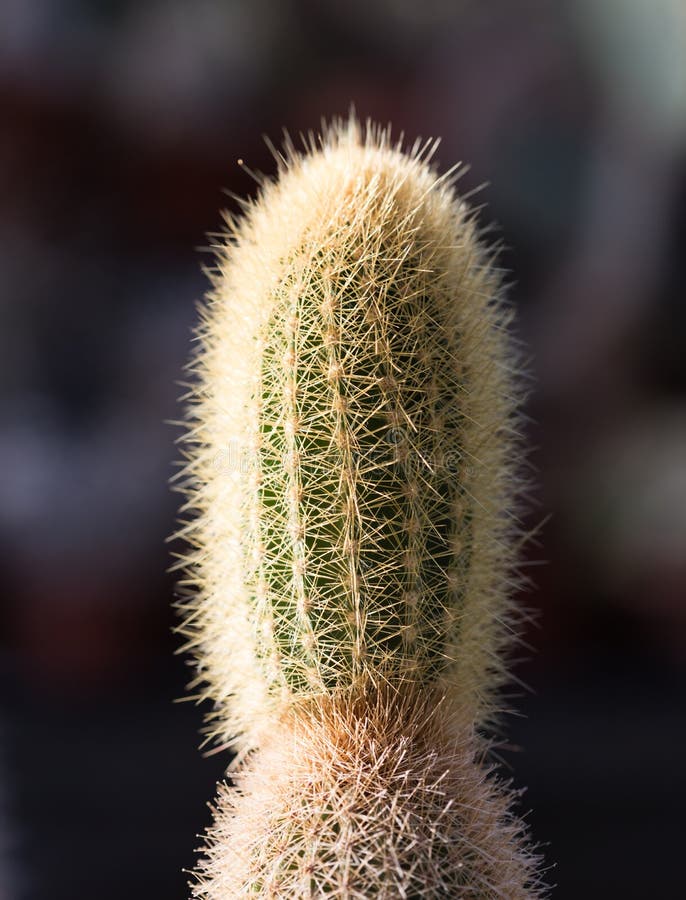 1,137 Cactus Dry Thorns Growing Stock Photos Free & RoyaltyFree