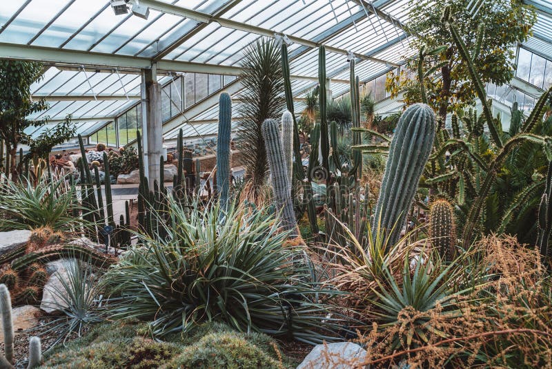 Cactus e piante dalla zona climatica differente dieci fotografia stock libera da diritti Cactus e piante dalla zona climatica differente dieci fotografia stock libera da diritti