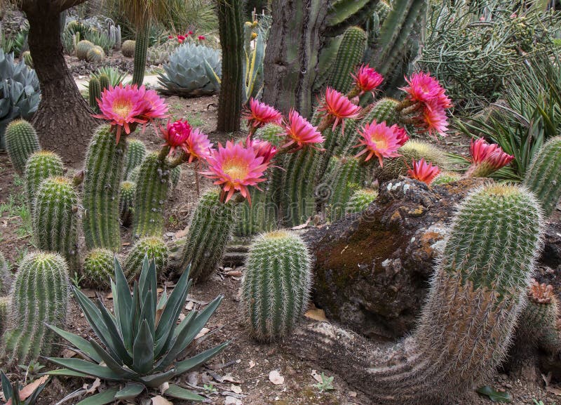 Cactus Echinopsis Hybrid Flying Saucer Stock Image - Image of flying