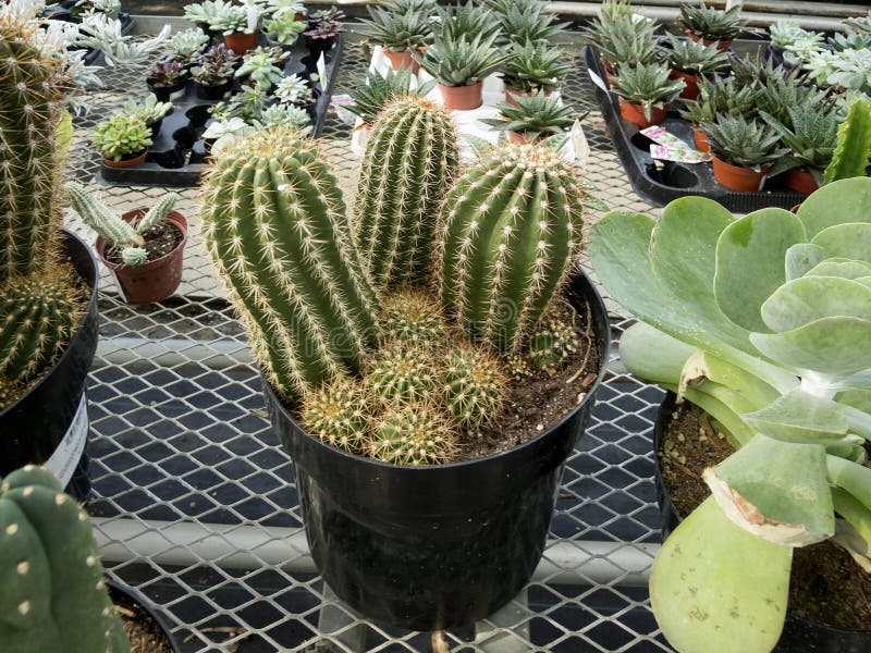 Cactus in een pot voor verkoop stock foto's Cactus in een pot voor verkoop stock foto's