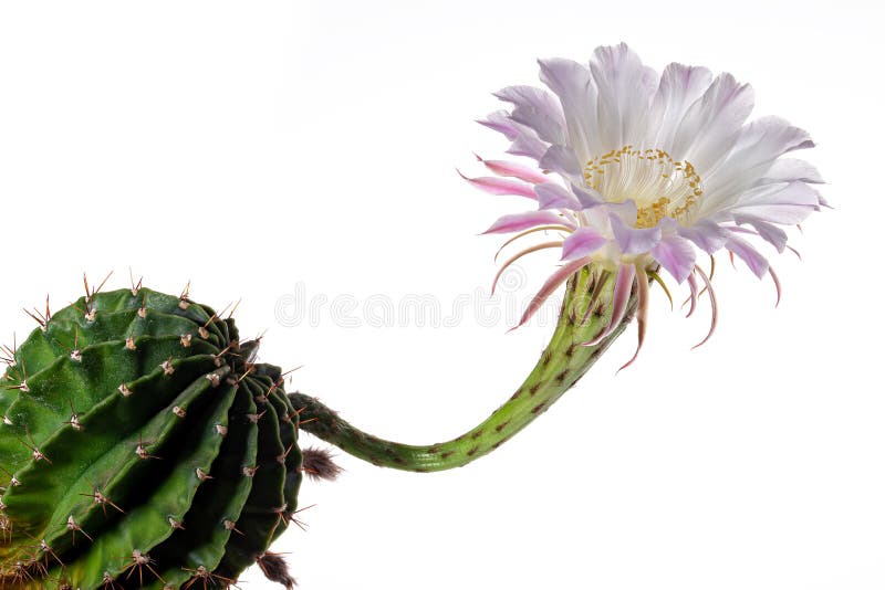 Cactus En Flor Con Una Flor Grande Aislada Sobre Blanco Imagen de archivo -  Imagen de floral, cacto: 216712859