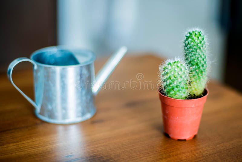 Cactus en het water geven hulpmiddel stock foto's Cactus en het water geven hulpmiddel stock foto's