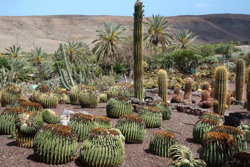 cactus-en-jard%C3%ADn-bot%C3%A1nico-la-isla-de-fuerteventura-115214843.jpg