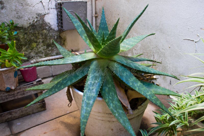 Cactus en mi patio trasero foto de archivo Cactus en mi patio trasero foto de archivo