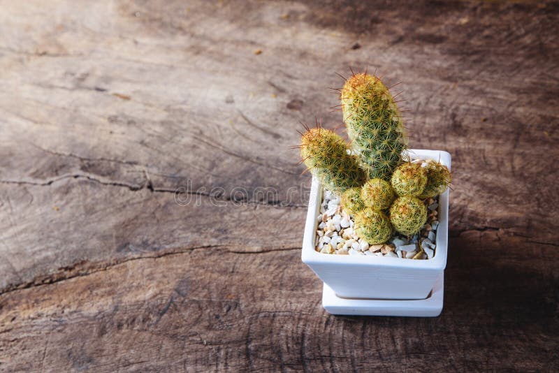 Cactus en pote de cerámica en la tabla de madera con el papel marrón del vintage foto de archivo Cactus en pote de cerámica en la tabla de madera con el papel marrón del vintage foto de archivo