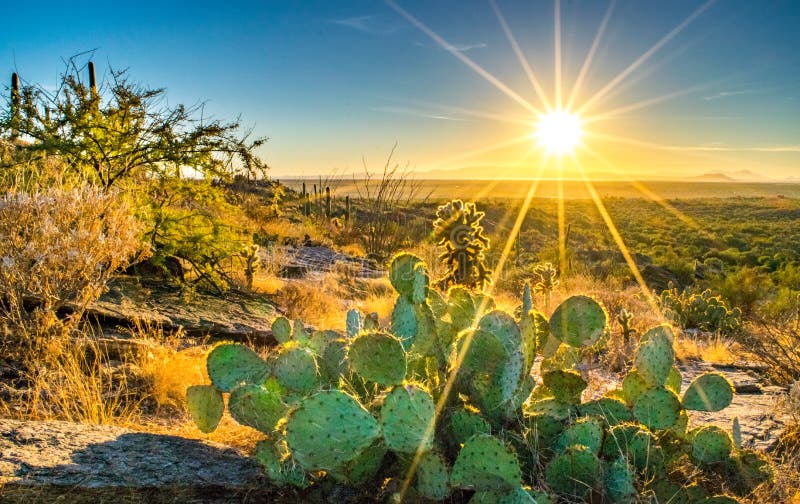 Cactus espesos y atardecer vibrante en el desierto de Sonora