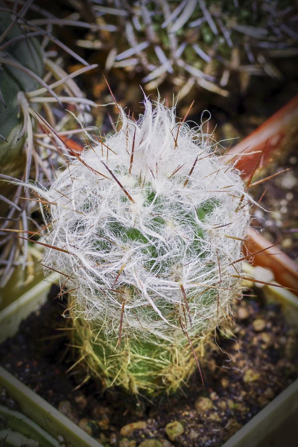 Espostoa nana cristataold clone graftedno Discocactus Turbinicarpus Espostoa nana cristataold clone graftedno Discocactus Turbinicarpus