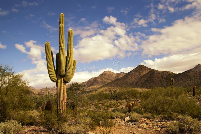 Cactus et montagnes de désert