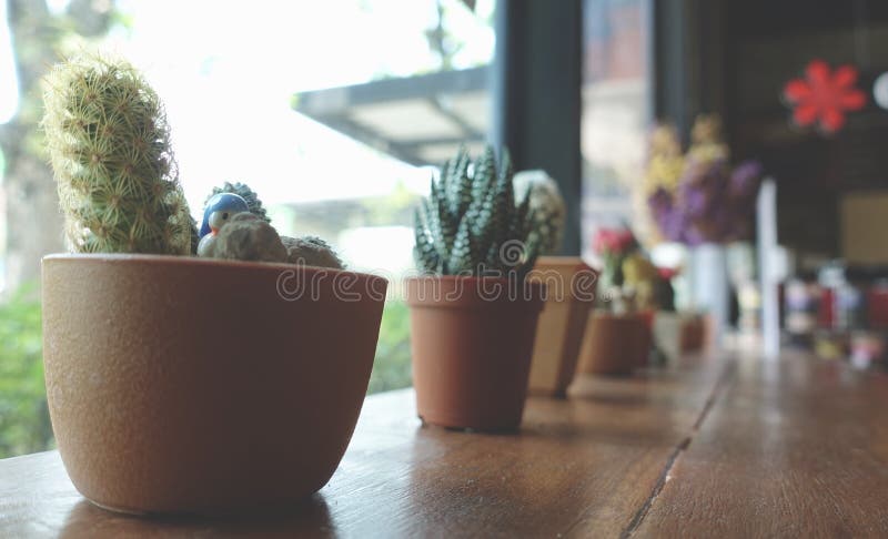 Cactus et petites plantes dans l'utilisation de pot de fleurs pour la décoration de conception intérieure dans le café de café images stock Cactus et petites plantes dans l'utilisation de pot de fleurs pour la décoration de conception intérieure dans le café de café images stock