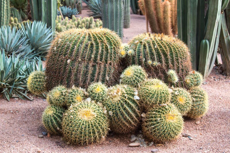 Cactus family stock photo. Image of africa, morocco, flora 63415744