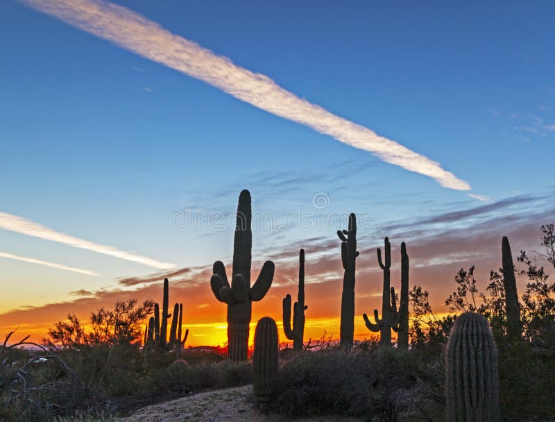 Saguaro Cactus at Sunset in the High Desert of Arizona Stock Image
