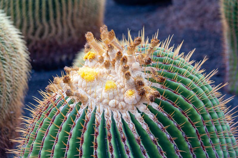 Cactus in fiore a lanzarote in dettaglio guatiza