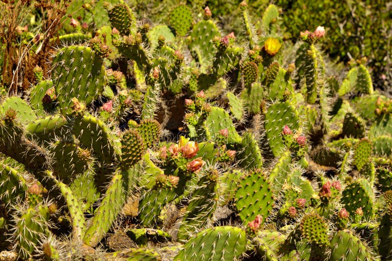 Cactus floreciente y wildflowers combinados indios imágenes de archivo libres de regalías Cactus floreciente y wildflowers combinados indios imágenes de archivo libres de regalías