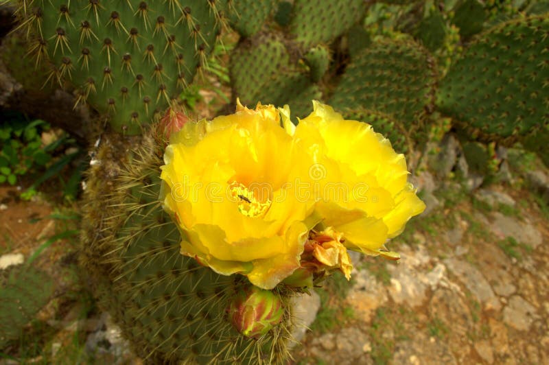 Cactus Florecientes Amarillos Foto de archivo - Imagen de flora, cactos ...