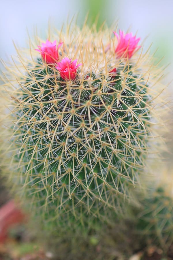 Cactus and flower