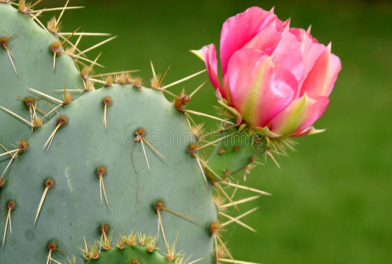 Cactus Flower. Pink blooming cactus flower on thorny cactus royalty free stock photo