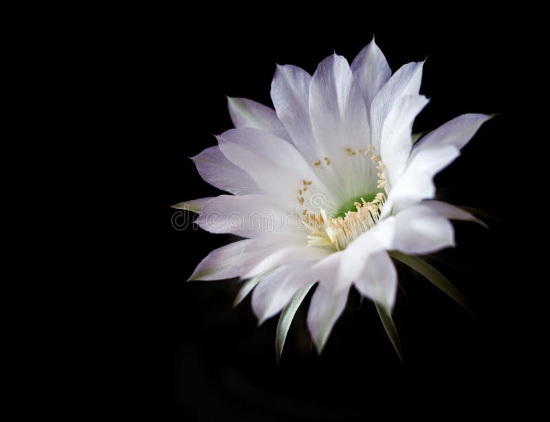 Cactus flower