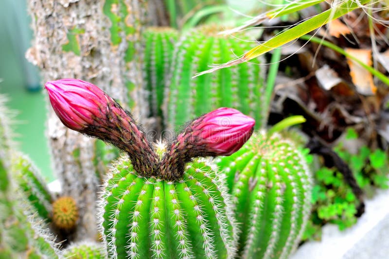 Cactus flower blooming stock photo. Image of leaf, blooming 72879116