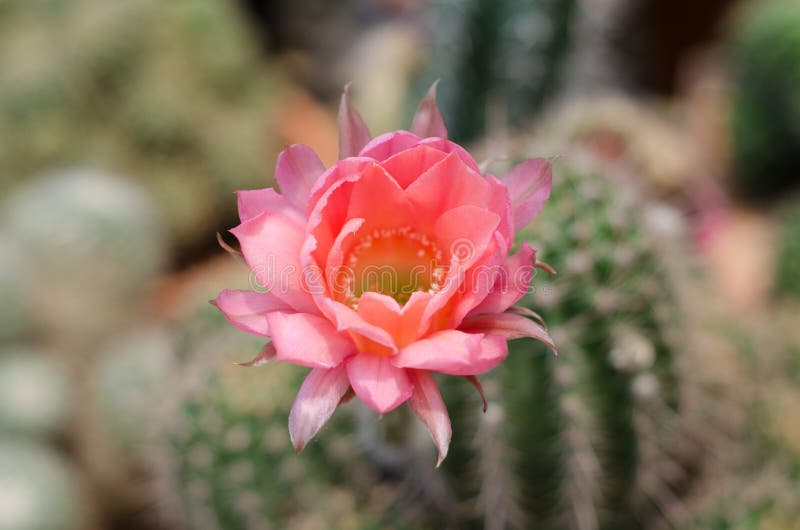 Cactus flower