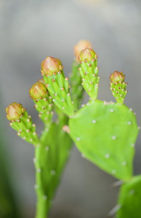 Cactus Flower Buds stock photo. Image of perfection, blossom 45486300